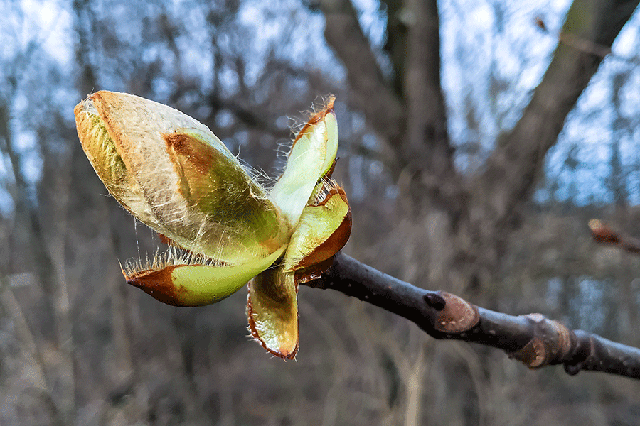25. Februar 2020 - Narrischer Kastanienbaum mit Frühlingsgefühl